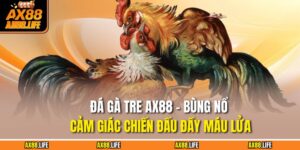 Đá Gà Tre AX88